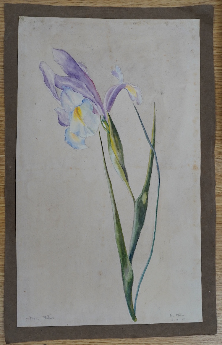 From the Studio of Fred Cuming. R. Miller, watercolour on card, 'Iris', signed, dated 2.6.20 and inscribed 'from nature', 38 x 23cm, unframed. Condition - poor to fair, some foxing